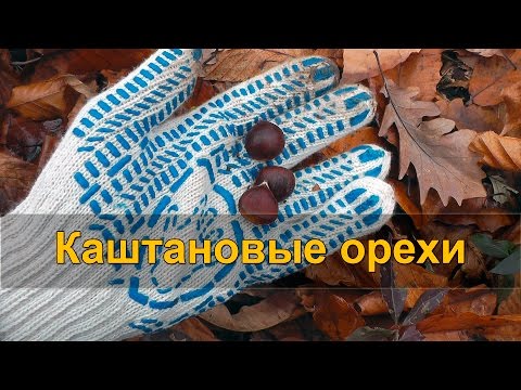 🌰 СБОР ЛЕСНЫХ КАШТАНОВ. Собираем и готовим каштановые орехи