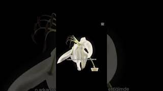 S #julia #softgirl #booktok #wallpaper #aesthetic #goldenbrown #lashes #miraculous #edit #duet