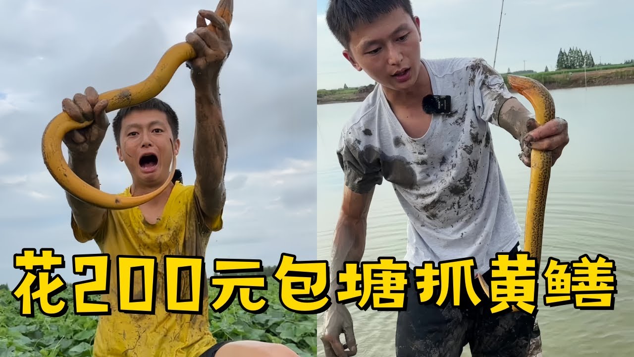 水猴子花200元包塘抓黄鳝，老板说里面的鳝鱼都是斤货！