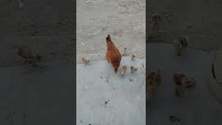 AMAR KUKURA KENTA ACHE DEKHA #vlog #odishalabakuasajanma #agriculturalsystem #minivlog #love