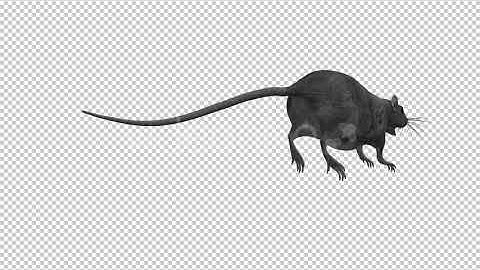 Rat - Run Jump Loop - Back Angle | Motion Graphics - Envato elements