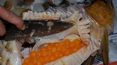 Tắc trứng ở cá rồng và cách phòng chống.