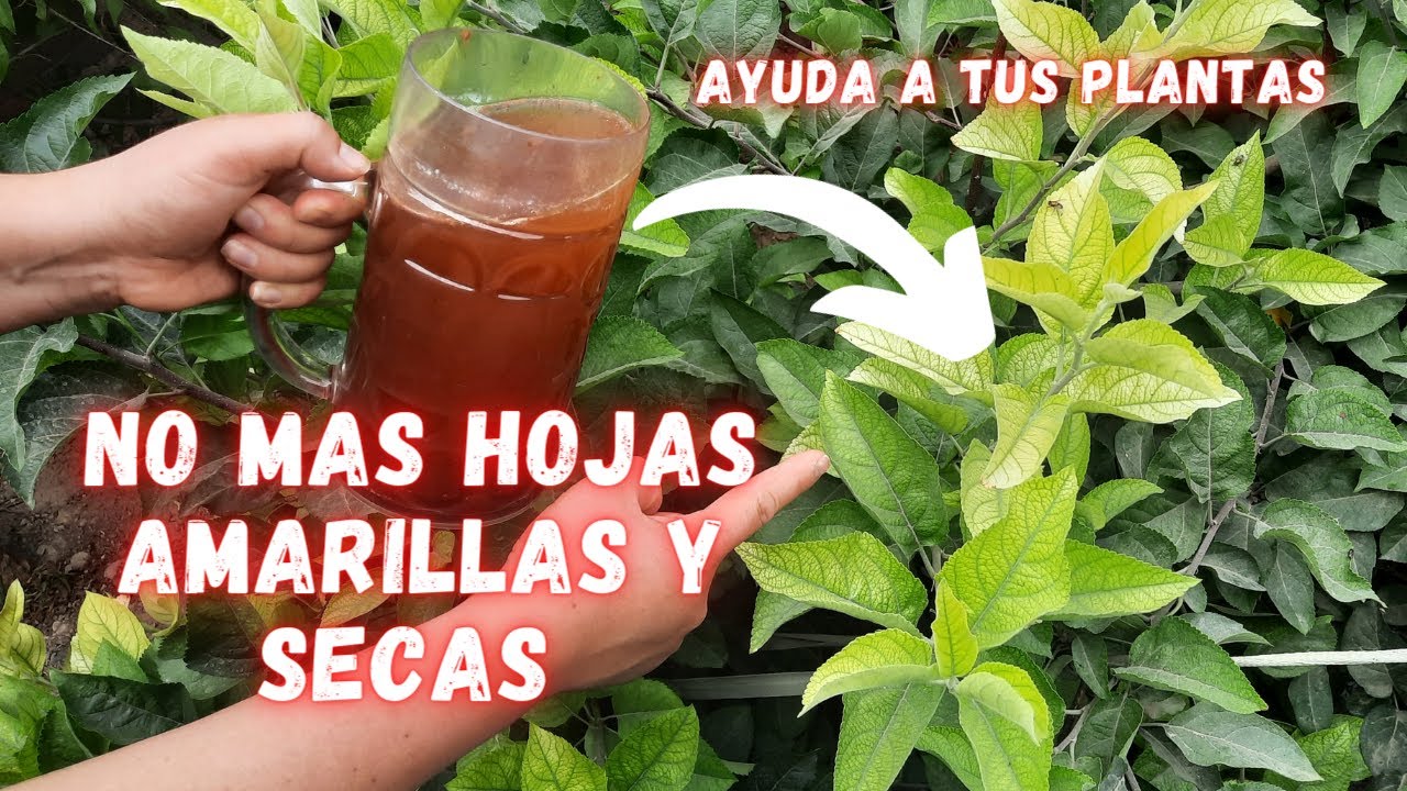 Revive Plantas Enfermas | No mas plantas Con Hojas Amarillas y Secas | Fertilizante Organico | abono