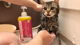 シャンプーされるのが気持ち良すぎてお風呂が大好きになってしまった猫