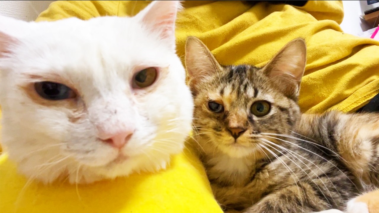 ひとり娘猫、最愛の存在たちとのわかれ My kitty's seeing off her