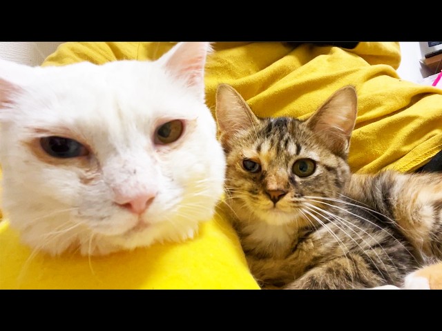 ひとり娘猫、最愛の存在たちとのわかれ My kitty's seeing off her