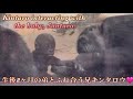 この日は生後8ヶ月の赤ちゃんゴリラと、たくさん触れ合うことが出来た兄キンタロウ♪⭐️Gorilla【京都市動物園】Kintaro interacting with the baby, Santaro.