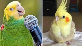 Baby Animals 🔴 Funny Parrots and Cute Birds Compilation (2021) Loros Adorables Recopilación #31