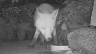 Fox And Wild Hedgehog Eating Together