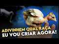 Vamos Criar POLACO GIGANTE! Olha quantos Pintinhos trouxemos!