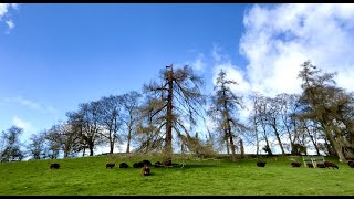 A mixed day of biting wind, sleet & sun, with sheep, dogs, cats & flowers by Zwartbles Ireland Suzanna Crampton 466 views 1 month ago 10 minutes, 54 seconds