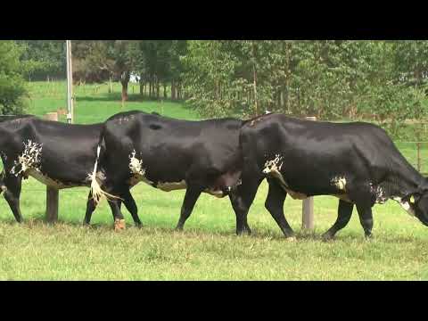 LOTE 153   21º LEILÃO SANTA LUZIA   LEITE COM RAÇA🥛🐄