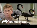 Equipe examina dois cisnes negros | A Família Irwin: Robert ao resgate | Animal Planet Brasil