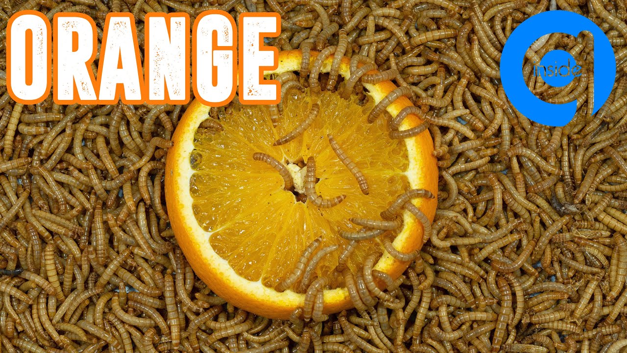 10000 Mealworms Eating Orange Time Lapse Video YouTube