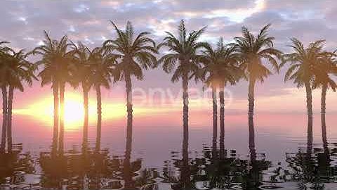 Sunset Landscape With Tropical Palm Trees Silhouettes | Motion Graphics - Envato elements