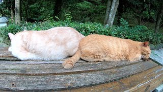 2匹の茶トラ猫がお尻をくっつけてお昼寝する