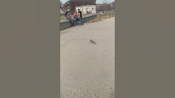 Washington DC squirrel on a trash can