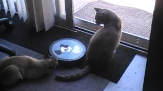 Super Funny My Tonkinese In Heat...