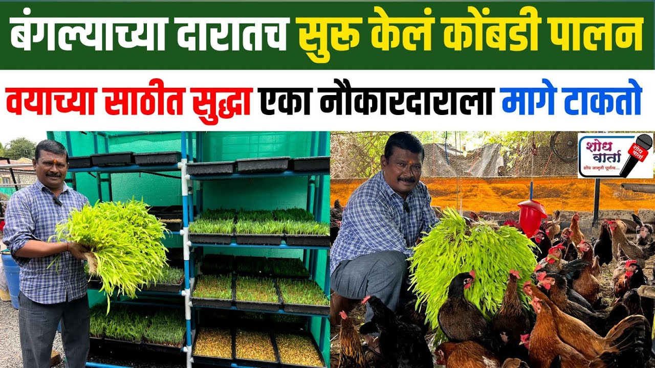 अलिशान बंगल्या शेजारी सुरू केल हे गावरान कोंबडी पालन | हायड्रोपॉनिक चारा निर्मिती | Shodh Varta |