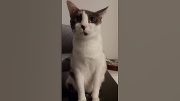 Cheer Up|have a nice day|shorts|spotty#cutecats