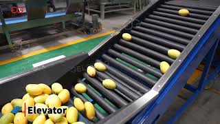 Mango Washing Waxing Grading Machine Line #mango #washing