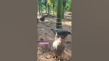 Giống cau trồng 1 năm có quả ? Không có đâu #caututhoi #caytuquy #cayhoaviet #caygiongviet