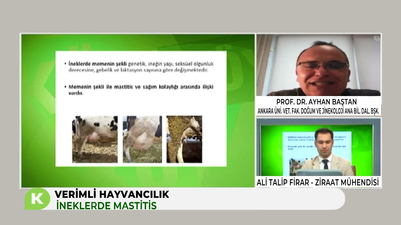 İNEKLERDE MASTİTİS