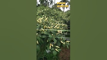Thumbnail of Hanging Hydroponic Chilies