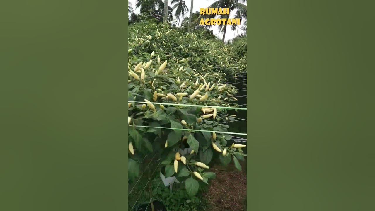 Cabe Hidroponik Gantung