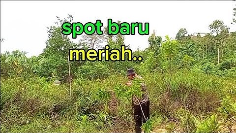 Cuba nasip mikat serindit di spot baru tompinai.