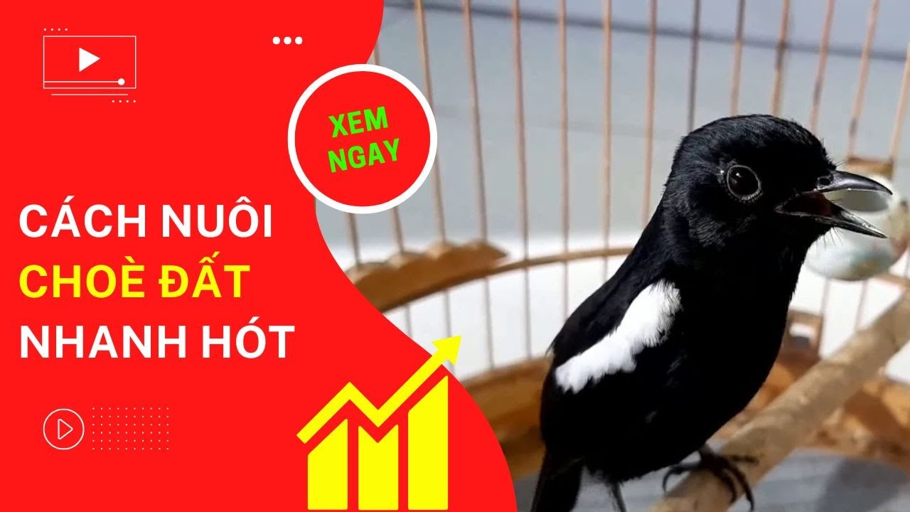 Cách nuôi choè đất nhanh hót - youtube