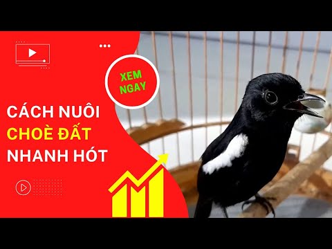 Video Cách nuôi choè đất nhanh hót - youtube