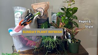 Download Lagu 𝑺𝑼𝑵𝑫𝑨𝒀 𝑷𝑶𝑻 𝑹𝑬𝑭𝑹𝑬𝑺𝑯  | 𝑹𝒆𝒑𝒐𝒕 \u0026 𝑹𝒆𝒔𝒕𝒚𝒍𝒆 𝑯𝒐𝒖𝒔𝒆𝒑𝒍𝒂𝒏𝒕𝒔 🌿 MP3