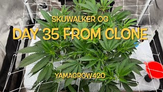 Skywalker OG Day 35 from clone
