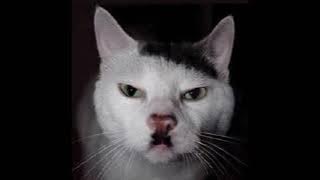 Adolf Hitler singing Chipi Chipi Chapa Chapa