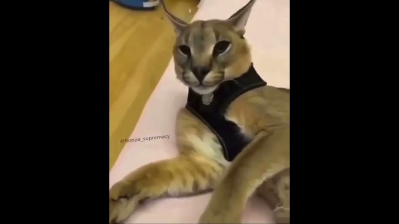 Run that back floppa meme