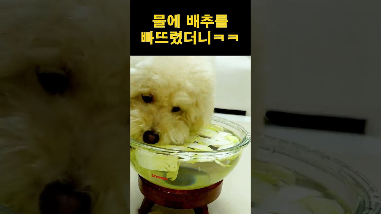 물에 배추를 빠뜨렸더니ㅋㅋ | 강아지 먹방 ASMR