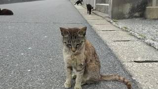 野良猫ちゃん達どこいくの？島の猫の散歩に同行する