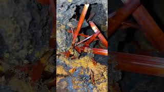 Stunning Crocoite Crystals Found Inside The Red Lead Mine