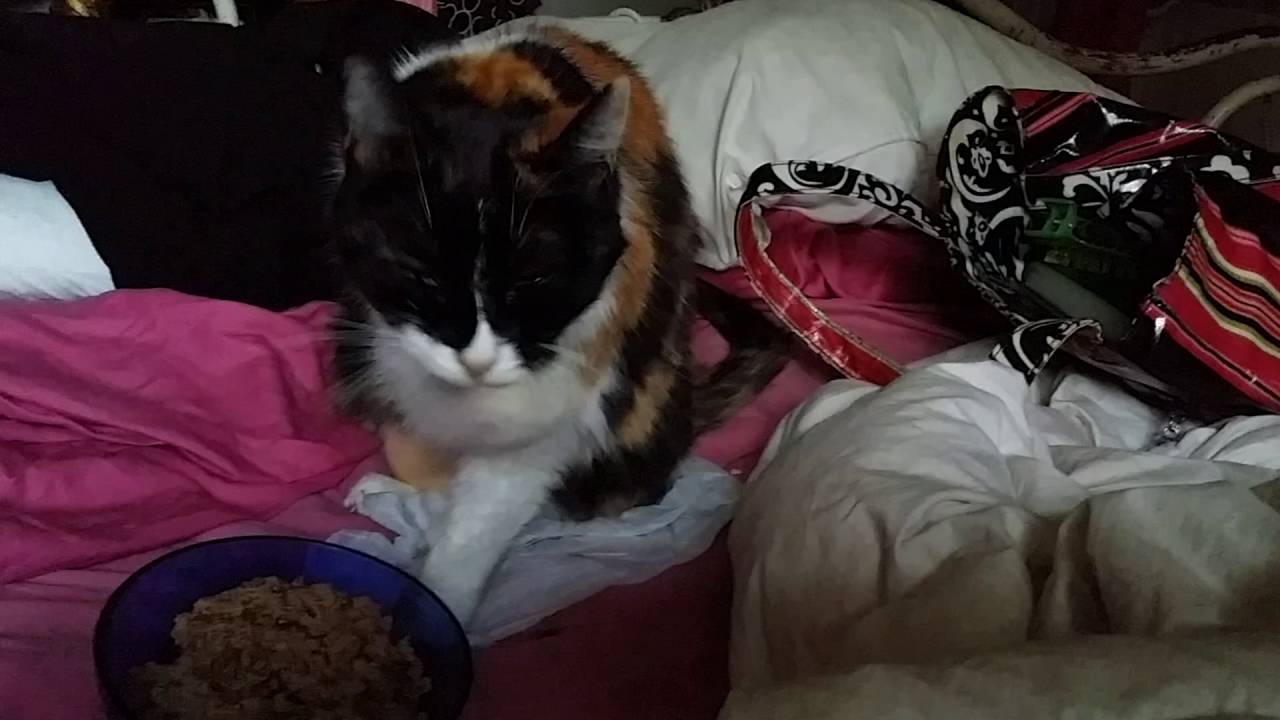 RSO SAVED MY CAT FROM ADVANCED STAGE LIVER FAILURE 