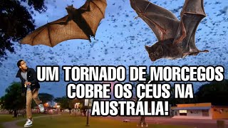 MORCEGOS INVADEM CIDADES   NA AUSTRÁLIA - COMPORTAMENTO ESTRANHO DE PÁSSAROS NO TEXAS