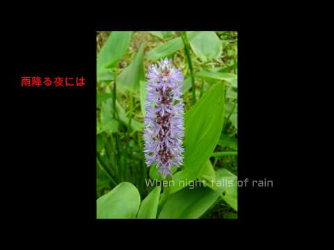 Summer Memories【English and Japanese versions】