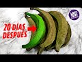 CONSERVA TUS PLATANOS VERDES POR MAS TIEMPO en su estado natural