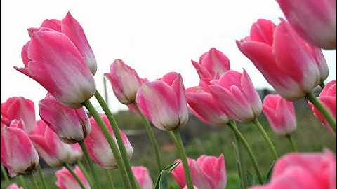 الشيخ محمد جبريل سورة النجم Mohammad Jibreel Surah AnNajm