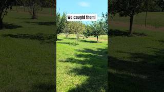 I caught them on video! #Swimming #pool #summervibes #fun #emus #animals #farmlife #fyp #birds I caught them on video! #Swimming #pool #summervibes #fun #emus #animals #farmlife #fyp #birds