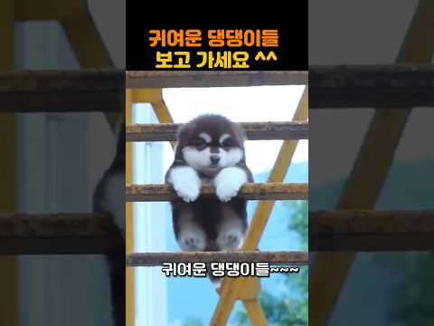 귀여운 댕댕이들 보고 가세요^^ #댕댕이 #강아지 #귀여운강아지 #멍멍이 #힐링영상 #동물영상 #귀여움주의 #펫영상 #dog #puppy #dogvideo #cuteanimals