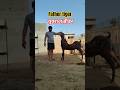 Ajmera breeding line breeder #goat #animals #breeder #shorts #trending #farming #facts #fouji #churu