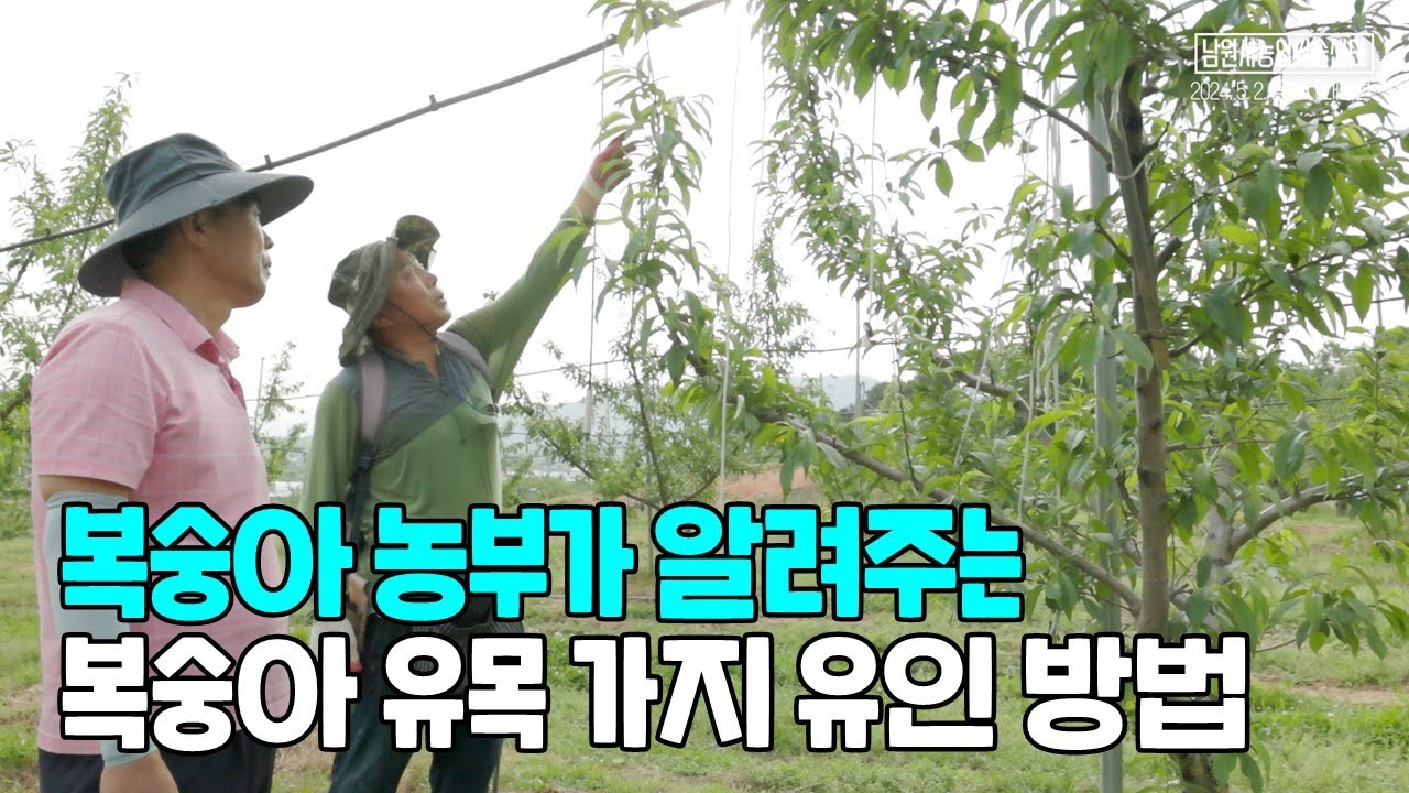 복숭아 유목 유인하는 방법 3년차 가지 유인 2본주지 자연형