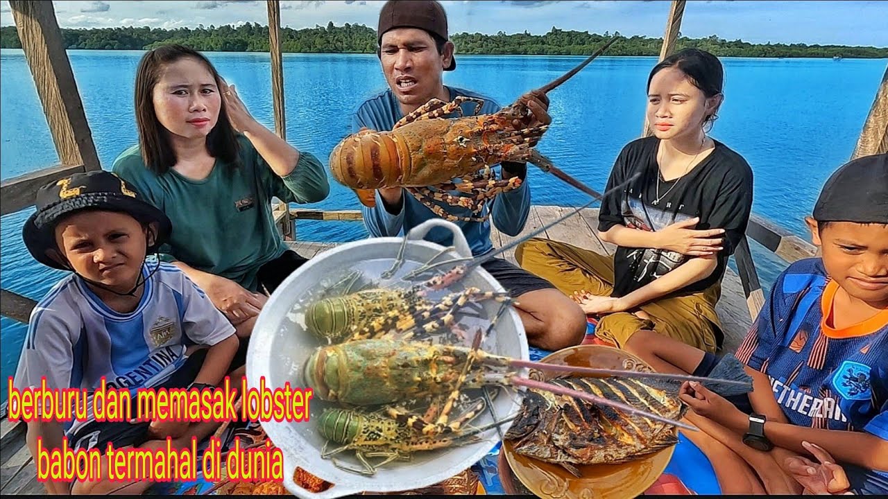 berburu lobster babon termahal di dunia  spearfishing bersama keluarga