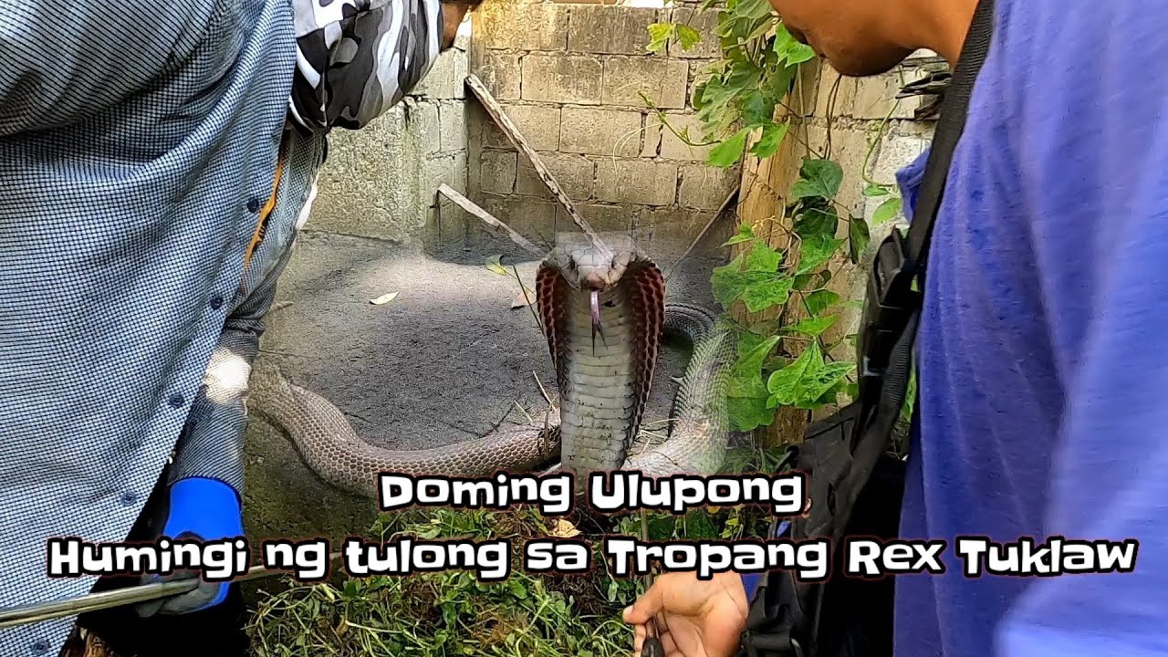 Doming Ulupong Humingi ng tulong sa Tropang Rex Tuklaw